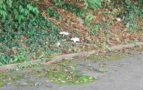 Ernst-Reuter-Kampfbahn - Schonmal Pilze auf der Trib&uuml;ne