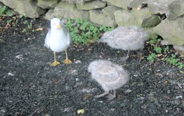 K�ken ganz ohne Scheu